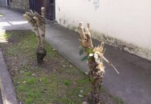 Denuncian tala sin autorización de árboles en calles de Cuenca