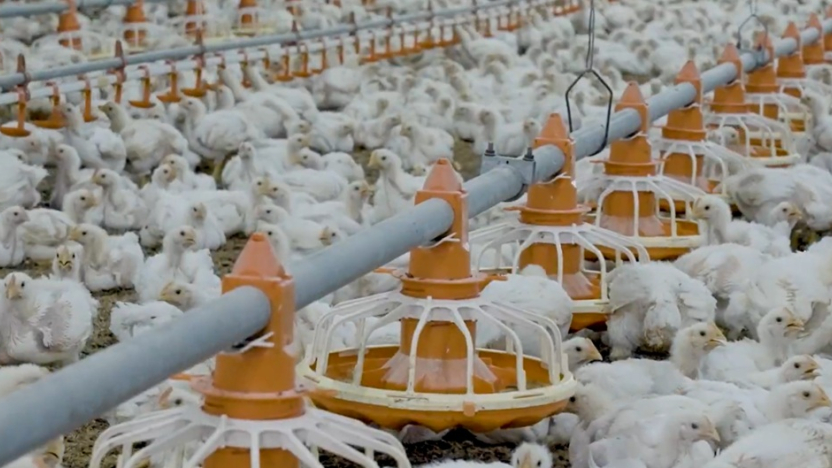 Productores de pollo y huevos temen que la escasez de gasolina y diésel afecte la distribución de estos alimentos